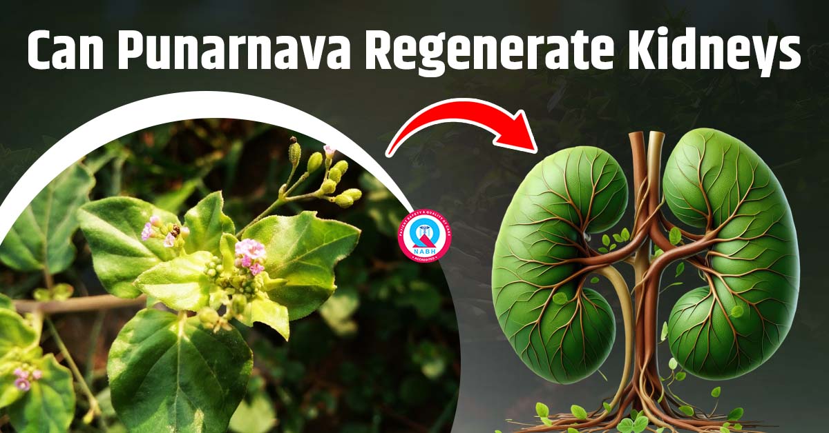 can-punarnava-regenerate-the-kidneys